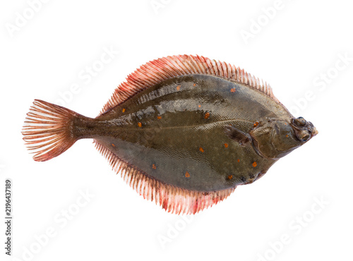 Fresh raw european plaice flatfish Pleuronectes platessa isolated on white background