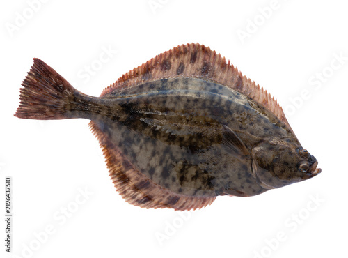 Obraz na plátně Fresh raw european flounder flatfish isolated on plain white background