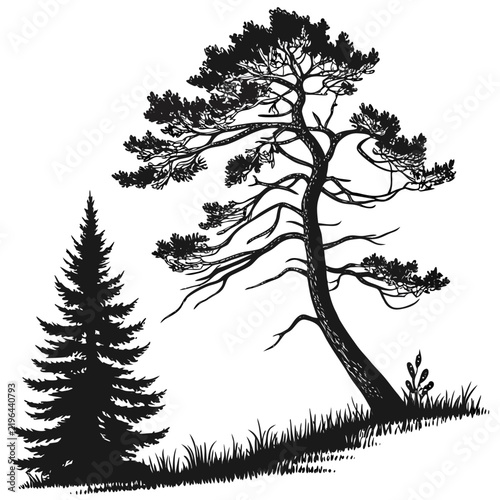 Christmas Tree Black Silhouette Vector Collection – Minimal Holiday Evergreen Icons