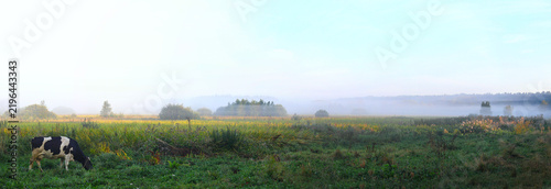 Summer foggy morning in the village: a cow grazes on a pasture with rich green grass during a picturesque dawn. Ukraine, Europe.
