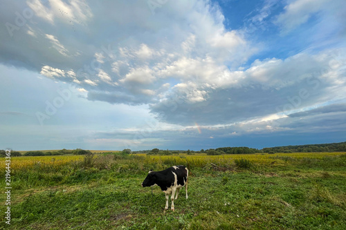 Summer foggy morning in the village: a cow grazes on a pasture with rich green grass during a picturesque dawn. Ukraine, Europe.