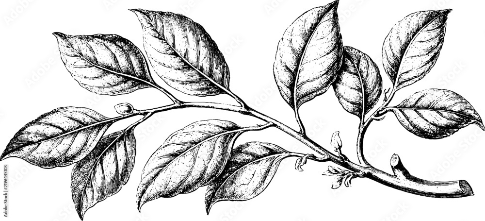 Obraz premium Antique botanical engraving of a leafy branch on white background for vintage botanical background and design