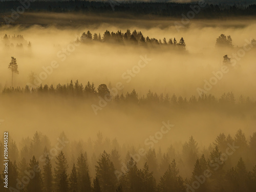 Fog covering a vast pine forest in Finnish Lapland during sunrise, creating an atmospheric golden landscape with tree tops emerging from the ethereal mist