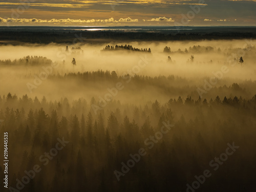 Golden fog covering the vast Finnish Lapland forest landscape during sunrise, with pine and spruce trees creating silhouettes and an atmospheric, tranquil wilderness scene