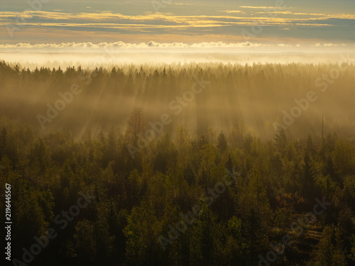Foggy forest landscape in Finnish Lapland during sunrise, golden light rays piercing through dense mist over green tree canopies, creating a tranquil morning atmosphere