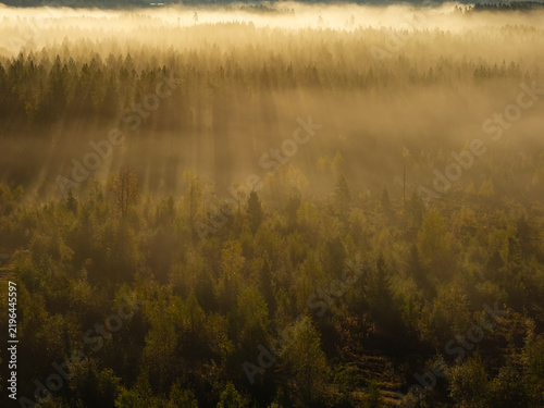 Finnish Lapland forest landscape immersing in a serene morning fog, golden sun rays breaking through thick mist and illuminating the vast tree canopy