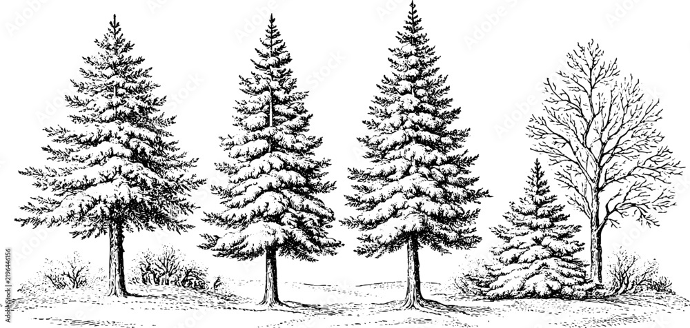 Obraz premium Antique engraved snow covered pine and deciduous trees illustration isolated on white for winter background and holiday banner design