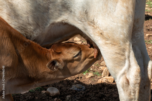Fotografie Close up view of a young brown calf nursing from its mother in an outdoor agricultural setting highlighting animal husbandry and natural maternal care within the livestock industry