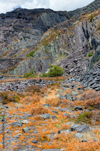 Orange heather and gorse growing over slate waste on steep quarry hillside, showcasing rugged terrain of historic Welsh slate mining industry