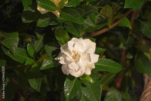Gardenia, common or jasminoides, or cape jasmine, white flower and green foliage