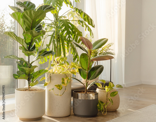Indoor Plant Still Life