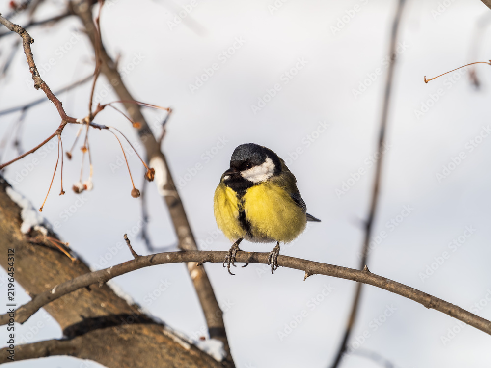 Obraz premium Cute bird Great tit, songbird sitting on a branch without leaves in the autumn or winter.