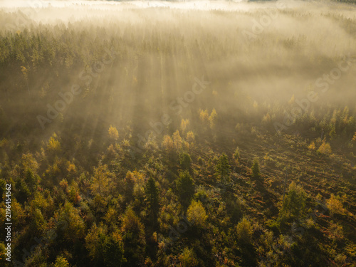 Sunbeams breaking through morning mist over a tranquil Finnish Lapland autumn forest, illuminating golden and green trees in a serene natural landscape