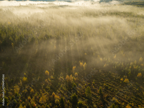 Finnish Lapland forest covered in morning fog, golden sunbeams illuminating autumn trees and creating a mystical, ethereal atmosphere in wilderness landscape