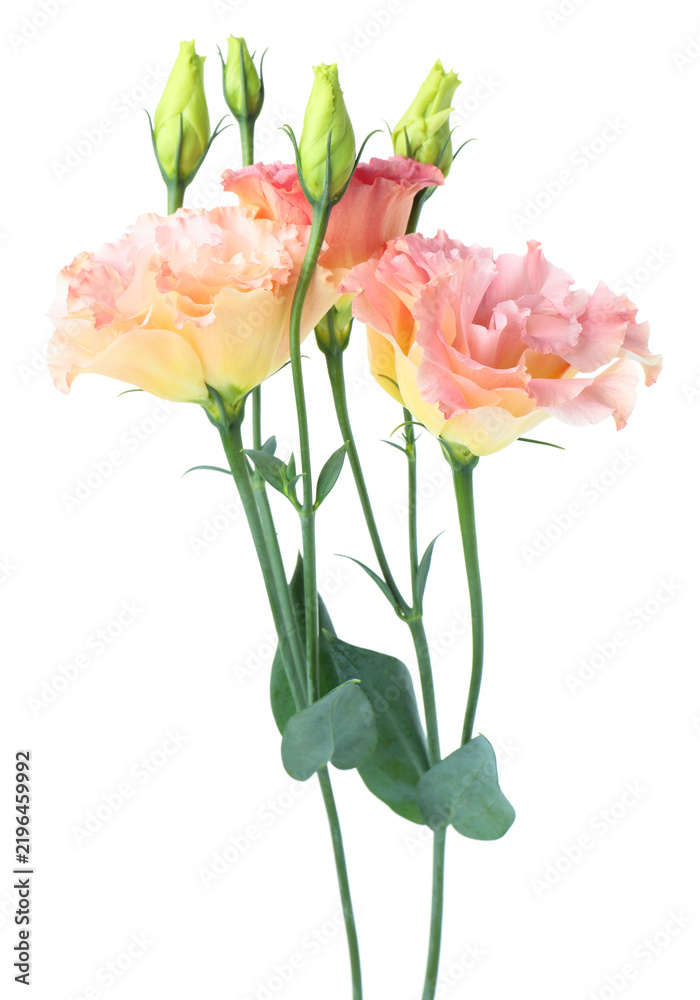 Obraz premium Beautiful colorful eustoma flowers isolated on white