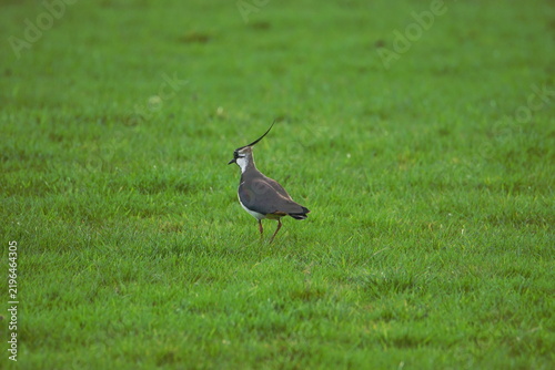 Obraz na plátně Northern lapwing also known as a Peewit in a green meadow near Wigtown, Dumfries