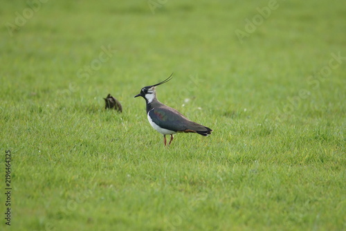 Fotografía Northern lapwing also known as a Peewit in a green meadow near Wigtown, Dumfries