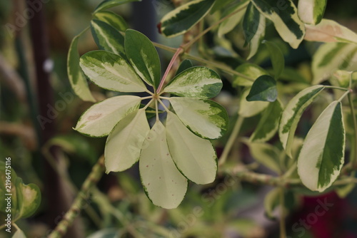 Beautiful leaves of a houseplant