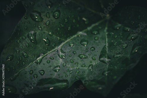 Konstfotografi A detailed macro photograph capturing the intricate veins and natural texture of a leaf