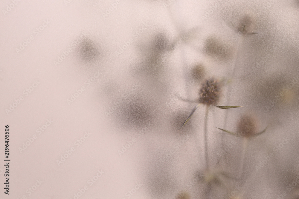Obraz premium Smoke selected soft focus beige thorn Dry Flower through translucent matte frosted glass. Abstract natural blurred grain light fog background.