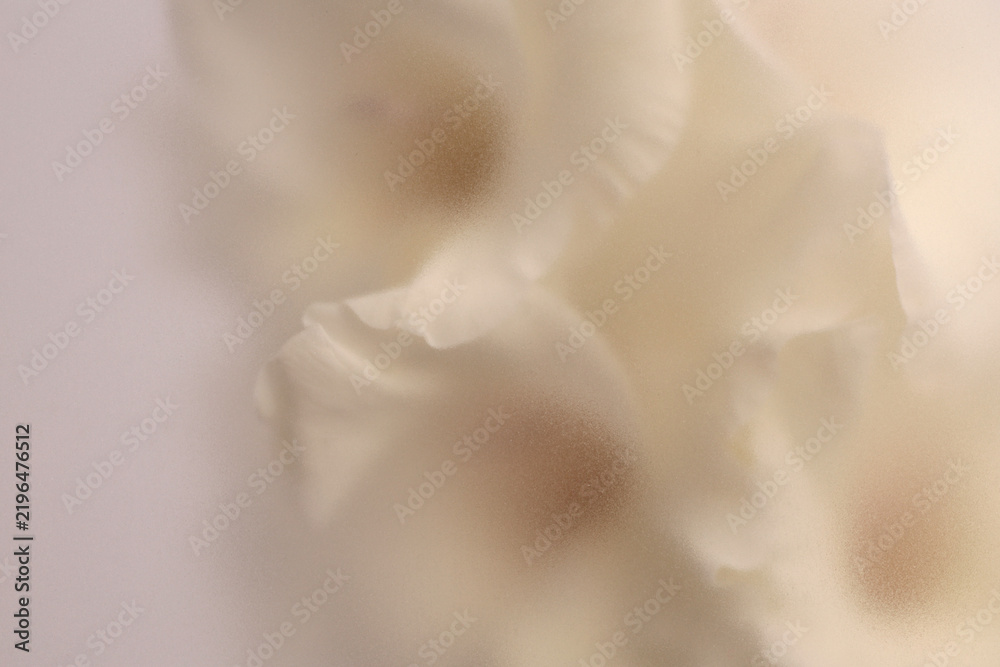Obraz premium Smoke selected soft focus cream beige white Gladiolus Flower through translucent matte frosted glass. Abstract natural blurred grain light fog background.