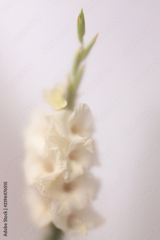 Obraz premium Smoke selected soft focus cream beige white Gladiolus Flower twig branch through translucent matte frosted glass. Abstract natural blurred grain light fog background.