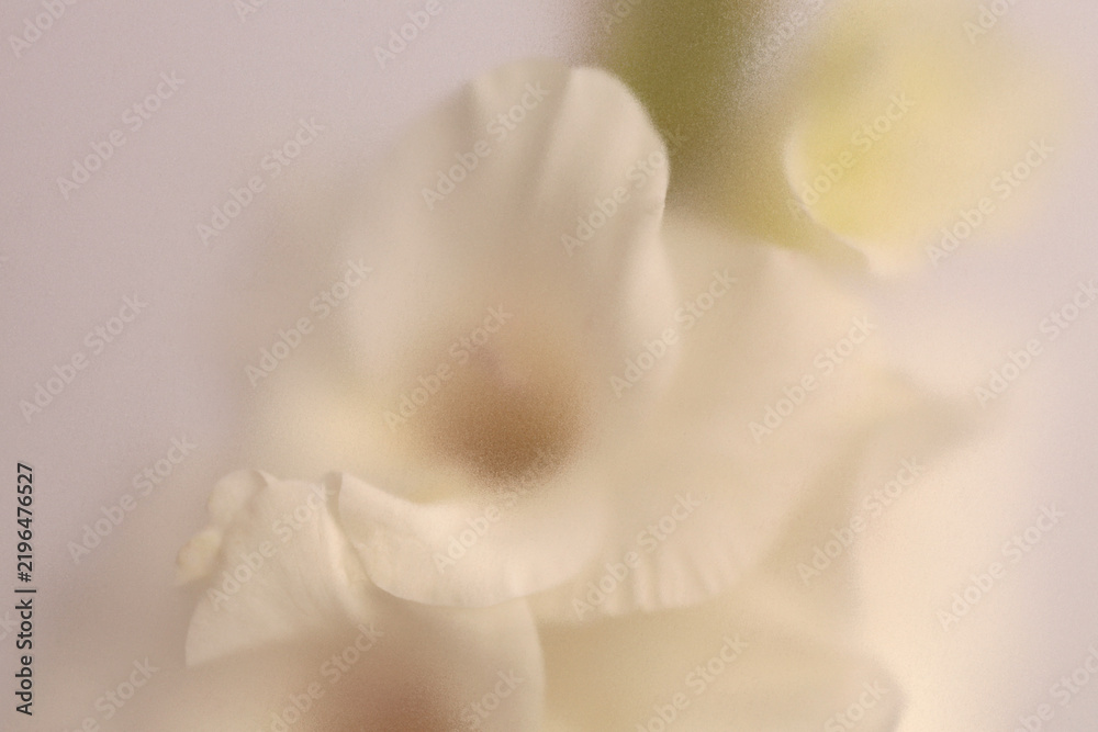 Obraz premium Smoke selected soft focus cream beige white Gladiolus Flower through translucent matte frosted glass. Abstract natural blurred grain light fog background.