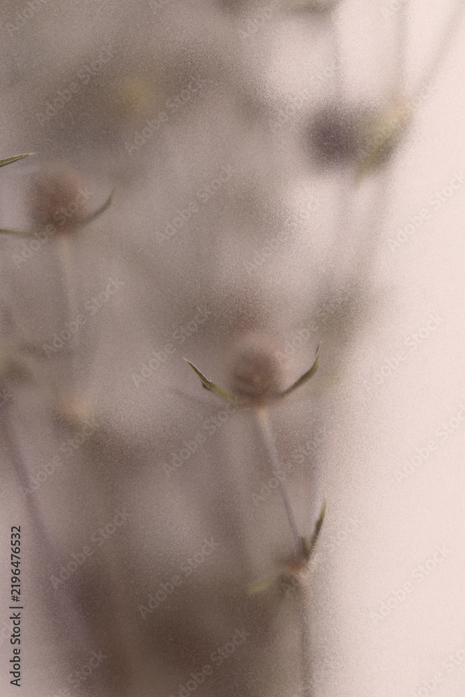Obraz premium Smoke selected soft focus beige thorn Dry Flower through translucent matte frosted glass. Abstract natural blurred grain light fog background.