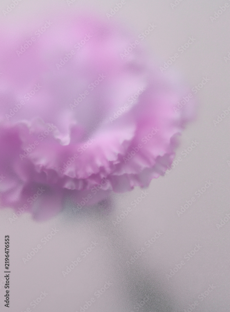 Obraz premium Smoke selected soft focus cream beige white Eustoma. Lisianthus Flower bud Petals through translucent matte frosted glass. Abstract natural blurred grain light fog background.