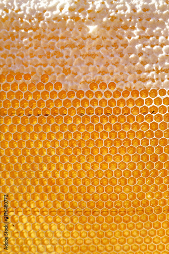 Texture of golden honeycombs sealed with wax caps, filling the entire frame. Natural apiary background.