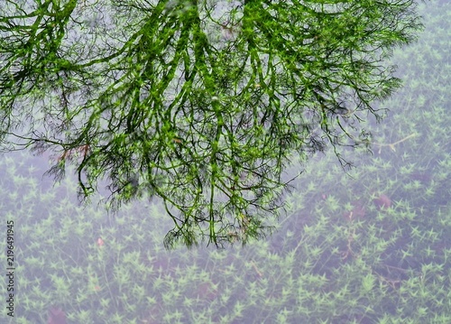 Canvas Print Ethereal water mirror reflection of sprawling green tree branches shimmering abo