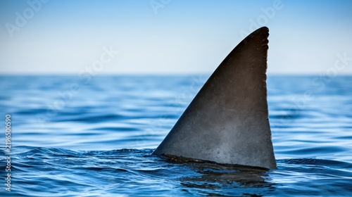 Shark dorsal fin emerging from blue ocean water