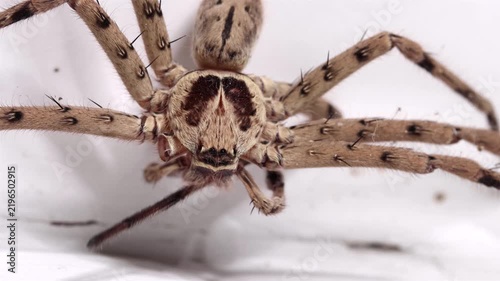 The Huntsman spider - Heteropoda venatoria on a white wall at a village house, Thailand