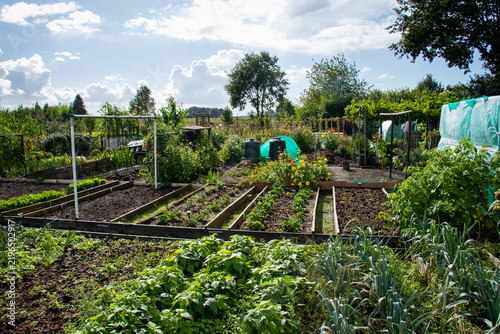 Konstfotografi Allotment garden with home grown crops and produce
