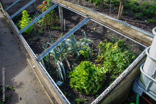 Canvastavla Organic vegetables growing in ground gardening