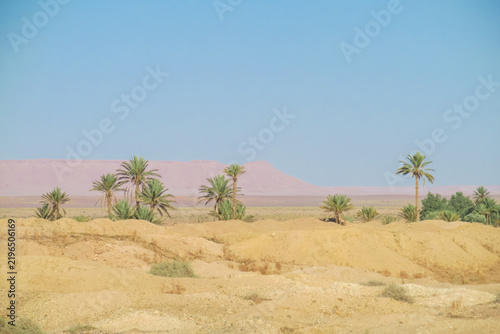 Tall palm trees growing in an arid desert landscape in Morocco, creating a striking contrast between lush green foliage and the surrounding dry, sandy terrain. The palms rise above the desert