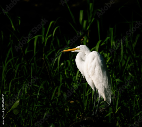 great white heron