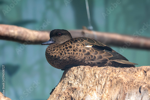 A brown duck with intricate feather patterns rests on a weathered tree branch