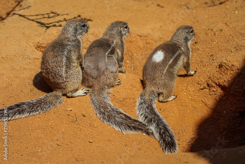 Three ground squirrels gather together on sandy soil in the African savanna