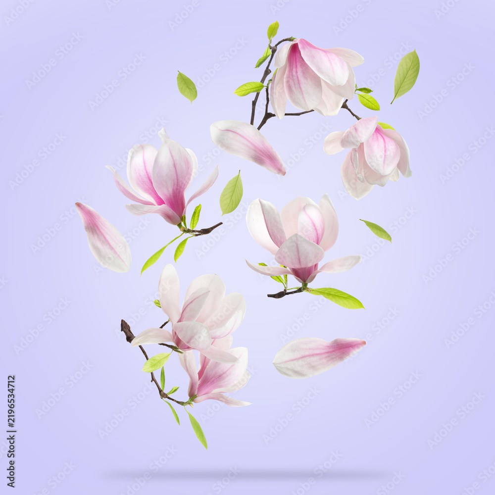 Obraz premium Magnolia flowers and green leaves falling against pastel violet background