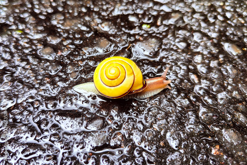 Yellow snail moving across wet rocks