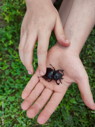 A female stag beetle (Lucanus cervus) on a child's palms.