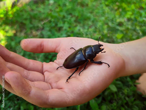 A female stag beetle (Lucanus cervus) in close-up on a child's palms.