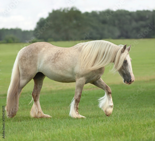 Fotografie adult female dapple palomino coat Gypsy Vanner Horse mare  in green field