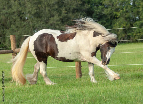 Fotografía adult female Gypsy Vanner Horse filly romps grass field