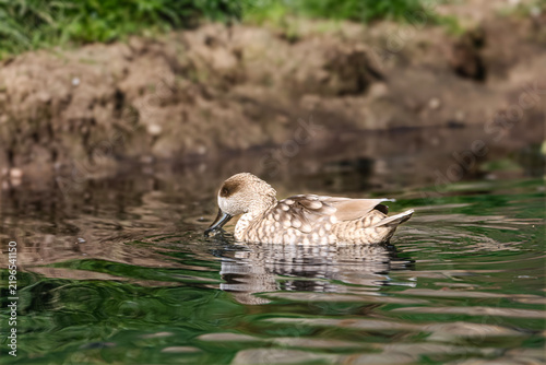 A speckled duck swims gracefully in calm water, its reflection shimmering below