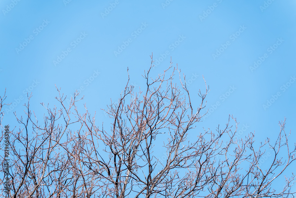 Fototapeta premium The top of oak tree on a clear winter day against the blue sky background