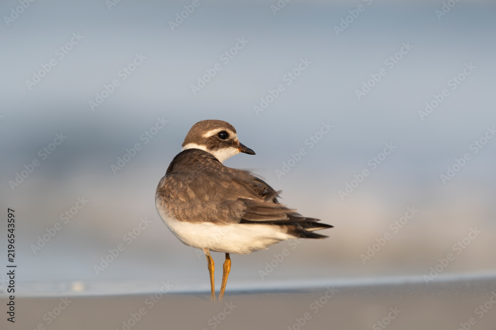 Fototapeta premium Common Ringed Plover (Charadrius hiaticula) Looking Back on Sandy Shoreline