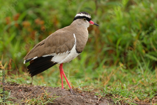 Fotografie Crowned lapwing in Ngorongoro Crater