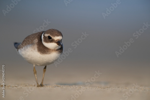 Fotografie Common Ringed Plover (Charadrius hiaticula) Close Up Front Portrait on Sand